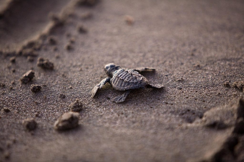 Embracing Change: How Nature Teaches Us Resilience