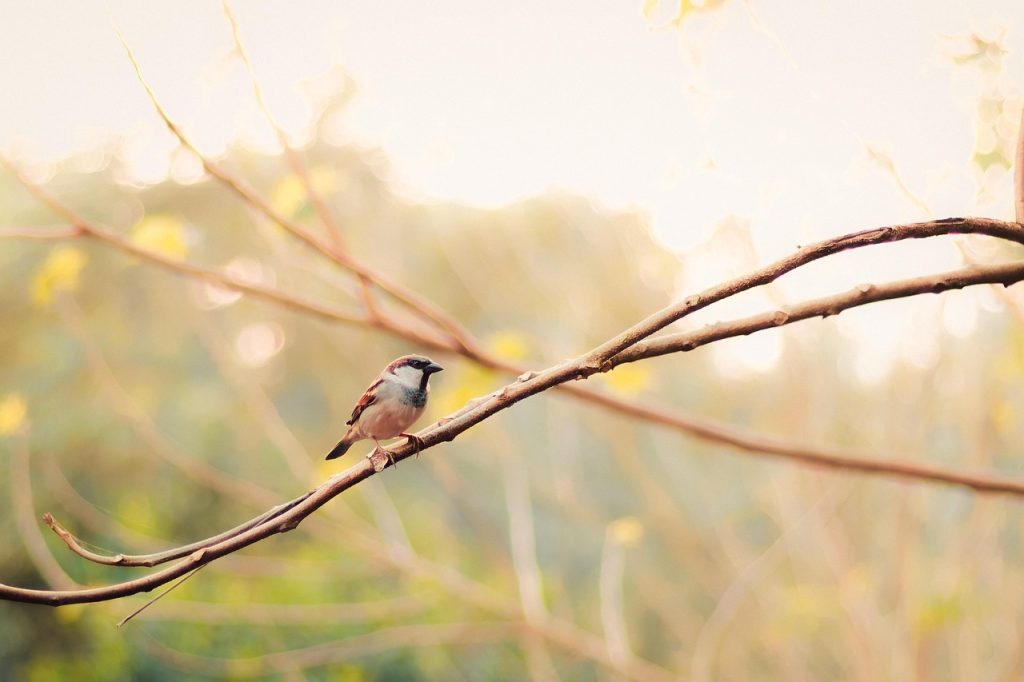 Unlocking Life's Secrets: Observation Lessons from Nature