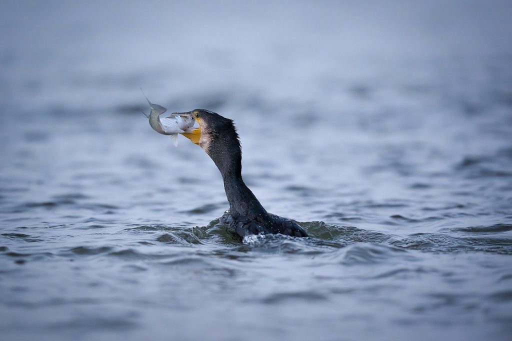 Exploring Survival Instincts: How Animals Thrive in Harsh Environments