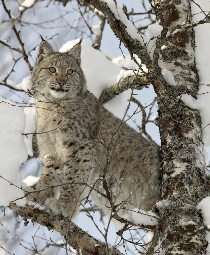 Unveiling the Secrets of Survival: How Animal Instincts Ensure Their Safety