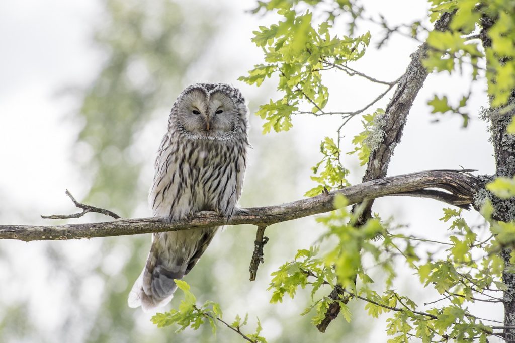 Exploring Animal Intelligence: Insights into the Smartest Creatures in Nature