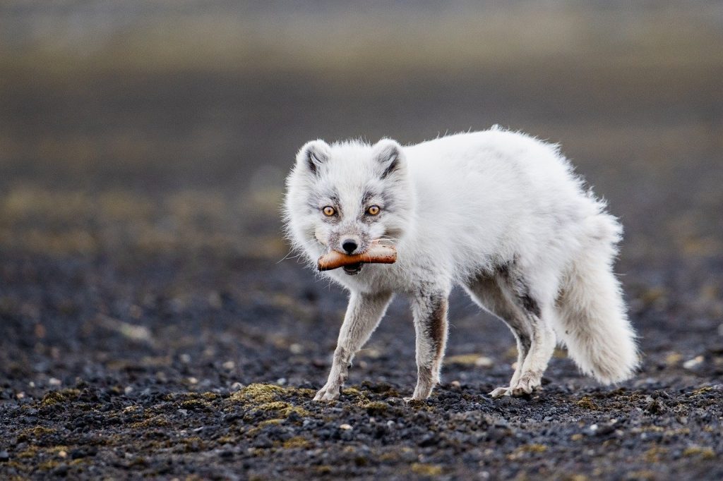 Unleashing the Wild Within: How Survival Instincts Shape Animal Behavior