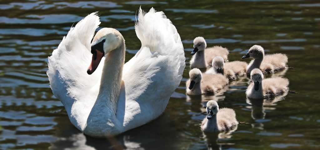 How Nature's Collaborative Strategies Can Enhance Your Team Dynamics