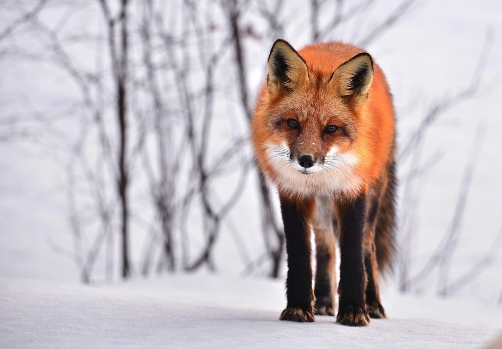 Adapting to Extreme Environments