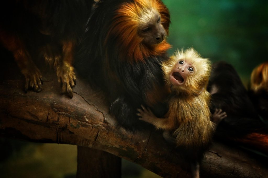Exploring Social Behavior in Primates: Insights into Group Dynamics and Communication