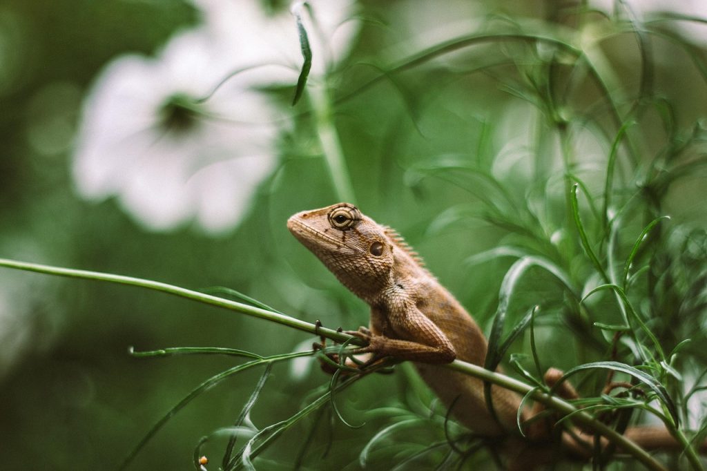 Exploring Social Behavior in Primates: Insights into Their Societal Structures and Interactions Exploring Social Behavior in Primates: Insights into Their Societal Structures and Interactions
