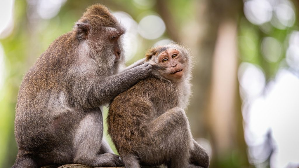 Learning Flexibility: Key Adaptability Lessons from the Animal Kingdom