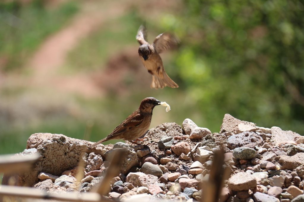 How to Overcome Obstacles With Nature's Tiny Teachers