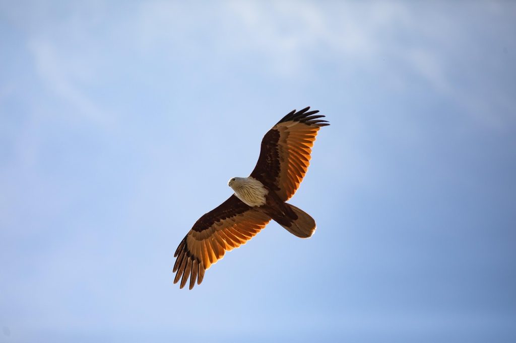 Exploring Animal Intelligence: Insight into the Minds of Different Species