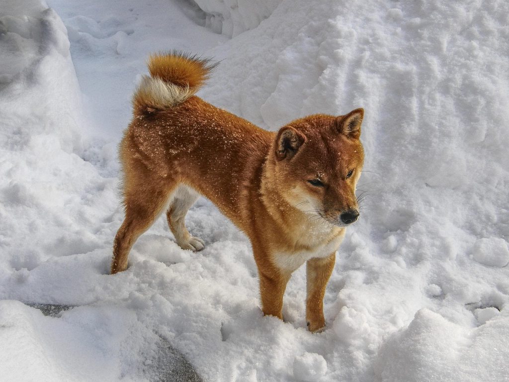 Exploring Nature’s Studio: Unleashing Creativity Through Lessons from Animals