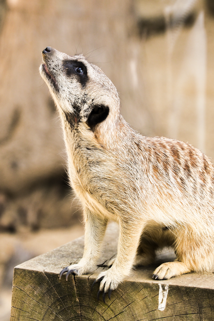 Mastering the Wild: Unveiling Animal Strategies for Survival