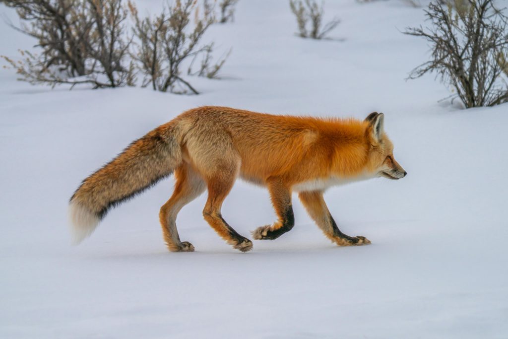 Explore Animal Stories That Teach Valuable Life Lessons