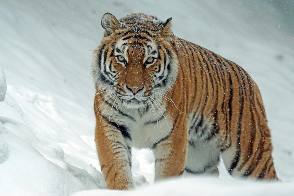 Embrace Your Wild Side: Exploring Natural Wellness Habits Inspired by Animals