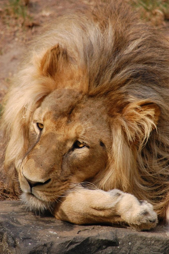 Roaring Lessons: What Lions Teach Us About Courage