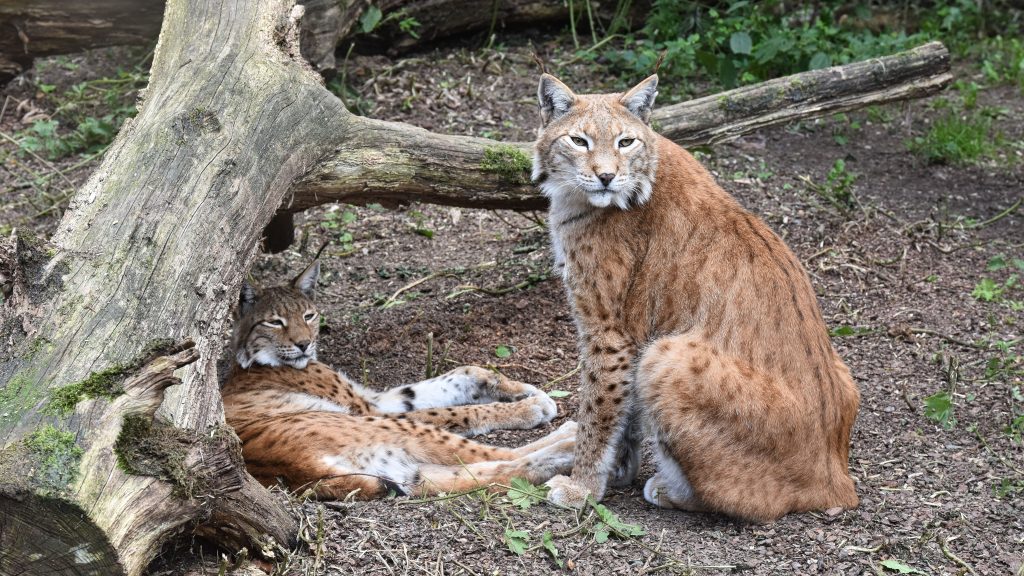 Survival Strategies: Applying Lessons from Predators and Prey to Enhance Your Business Tactics