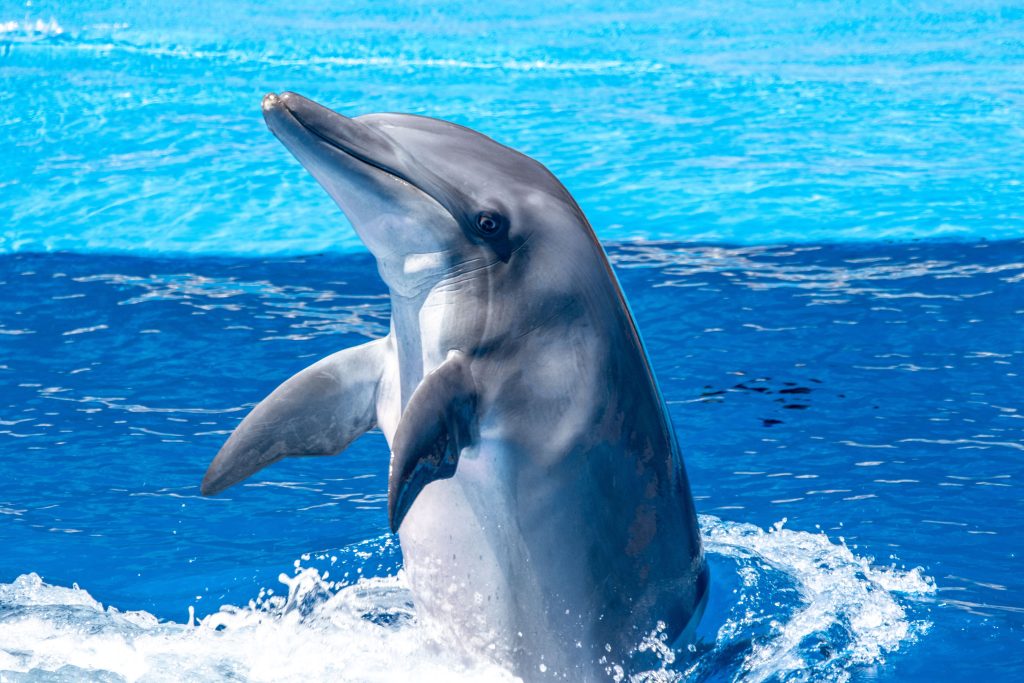 Unlocking Joy: What Dolphins Teach Us About Happiness