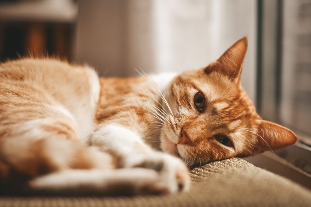 Have you ever watched a cat lazing in the sun or jumping with grace from one spot to another?
